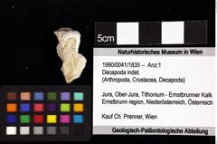 Foto (Objket + Etiketten) von Goniodromites sp. 